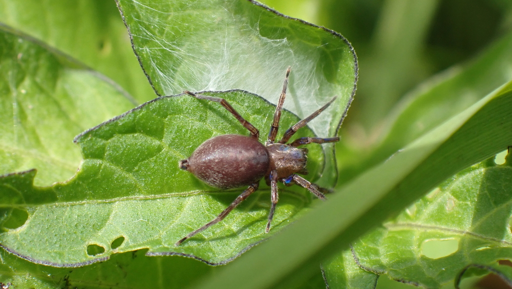 Clubiona reclusa