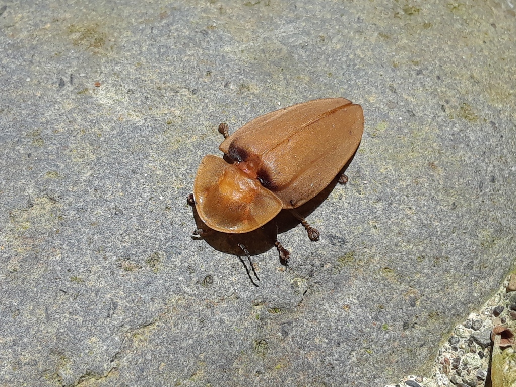 Cratomorphus fuscipennis