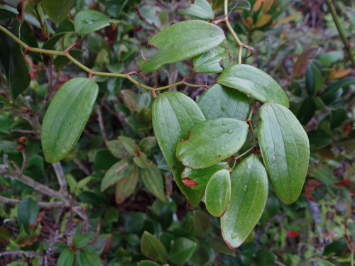 Smilax corbularia (Smilax corbularia)