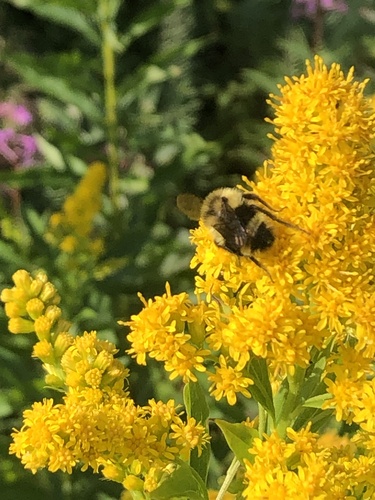 Tricolored Bumble Bee, Lake Superior, Grand Marais, MN, US, photo 8 of 10