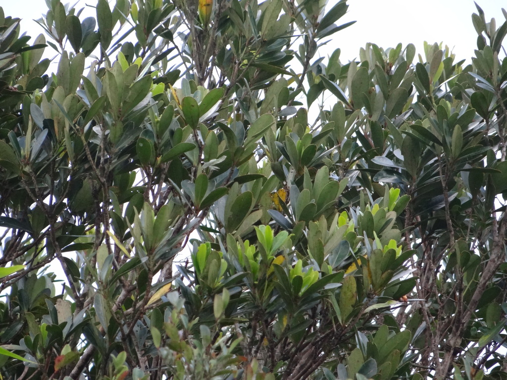 Lithocarpus formosanus; photograph (c) 呂一起(Lyu yi-chi), some rights reserved (CC BY)