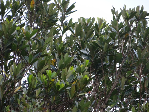 Lithocarpus formosanus, photograph 1
