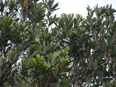 (c) 呂一起(Lyu yi-chi), some rights reserved (CC BY) Lithocarpus formosanus, photograph (c) 呂一起(Lyu yi-chi), some rights reserved (CC BY)