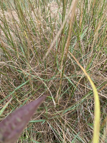 Festuca rubra iNat (3)