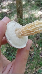 Austroboletus subflavidus image