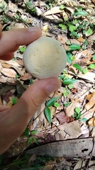 Austroboletus subflavidus image