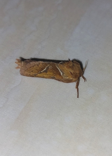 Triodia sylvina