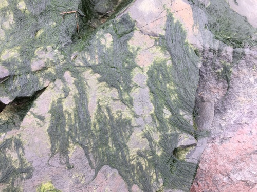 Urospora penicilliformis observed 2019-02-15