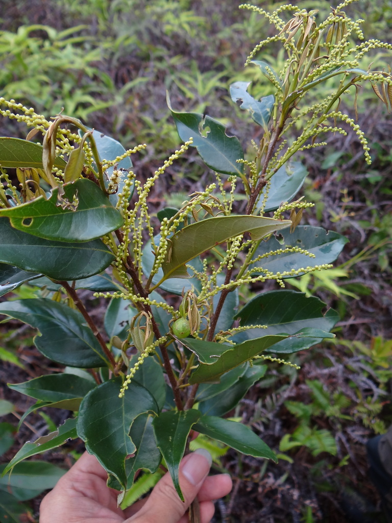Castanopsis carlesii (Castanopsis carlesii)