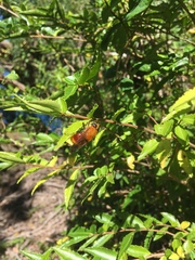 Aneriophora aureorufa