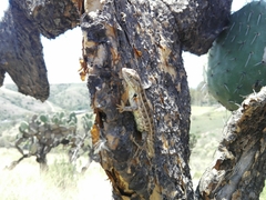 Sceloporus scalaris