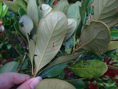 (c) 呂一起(Lyu yi-chi), some rights reserved (CC BY) Lithocarpus formosanus, photograph (c) 呂一起(Lyu yi-chi), some rights reserved (CC BY)