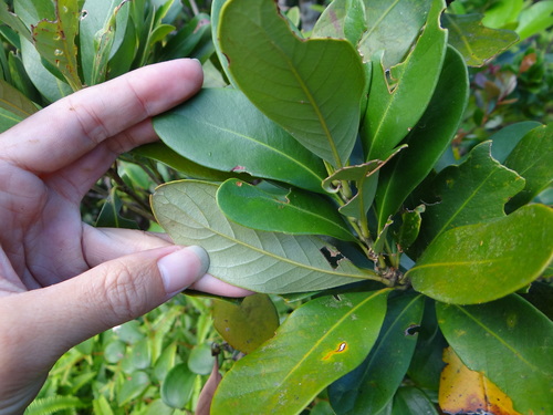 Lithocarpus formosanus, photograph 3