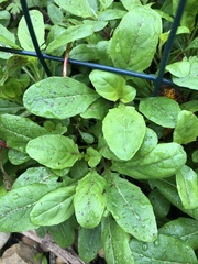Magnoliopsida