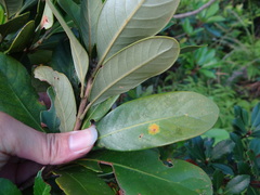 Lithocarpus formosanus, photograph (c) 呂一起(Lyu yi-chi), some rights reserved (CC BY)