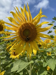 Bombus borealis image