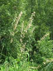 Melica altissima