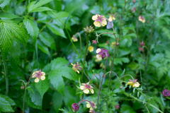 Geum × intermedium