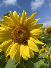 Bombus borealis image