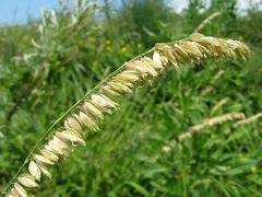 Melica altissima