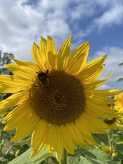 Bombus borealis image