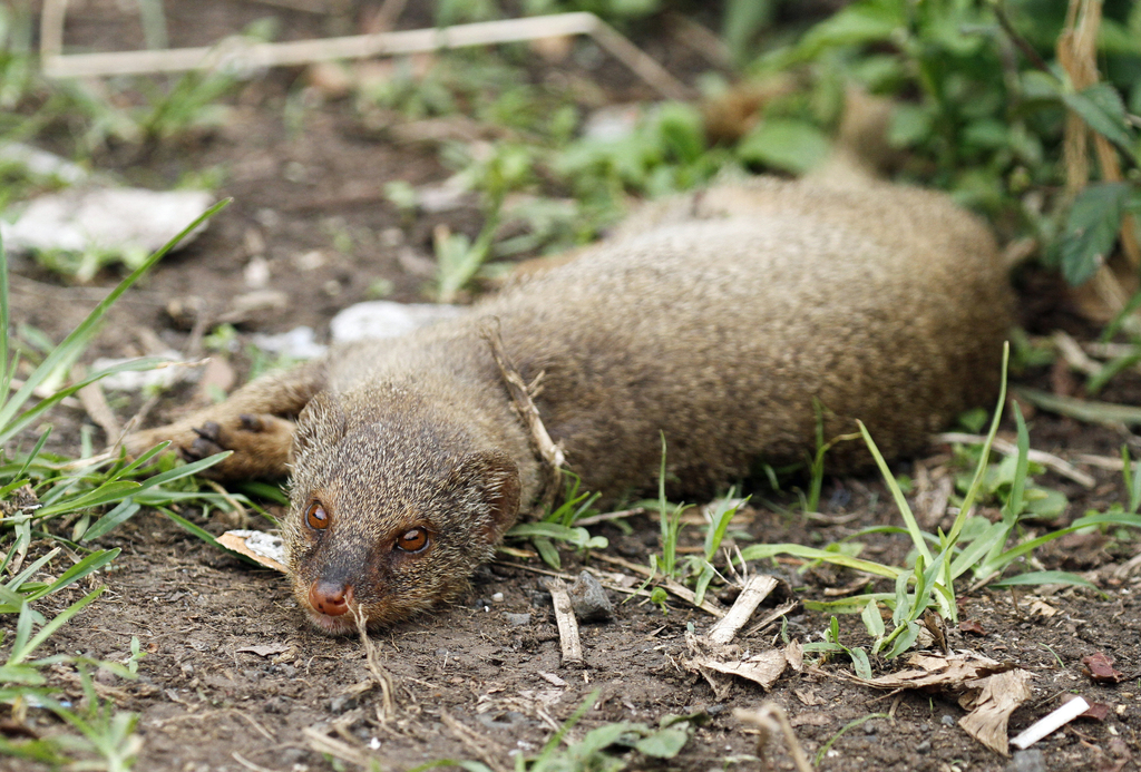 Solitary Mongooses