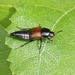 Tachinus fimbriatus - Photo (c) Stephen Mirick, some rights reserved (CC BY-NC), uploaded by Stephen Mirick