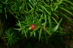 Podocarpus acutifolius