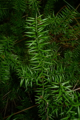 Podocarpus acutifolius