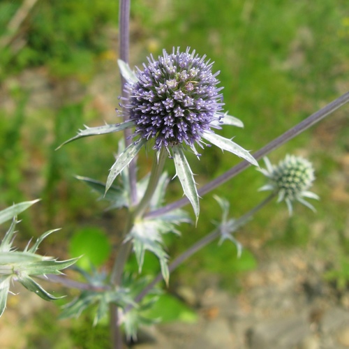 Blue Eryngo