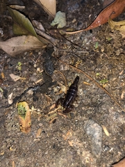 Didymocentrus krausi