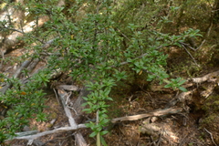 Coprosma pseudocuneata