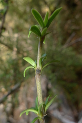 Coprosma pseudocuneata