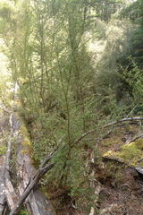 Coprosma pseudocuneata