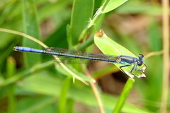 Pseudagrion inopinatum