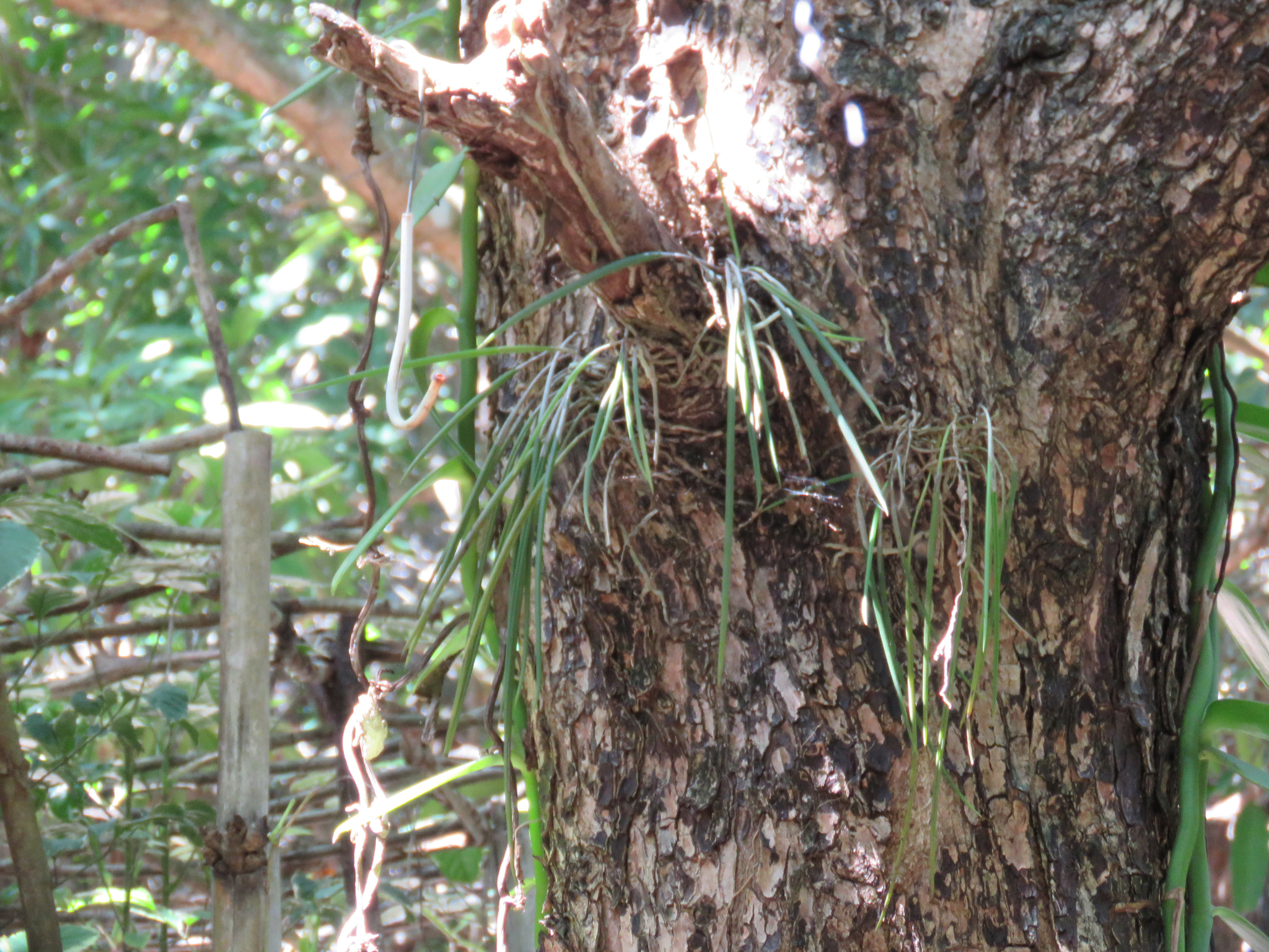 Brassavola tuberculata