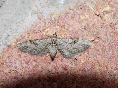 Eupithecia bolterii