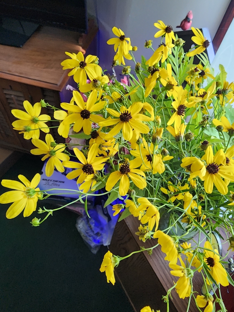 sunflowers, daisies, asters, and allies from Ida, MI 48140, USA on