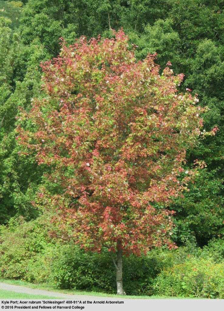 Red Maple Tree Examples Red Maple (Trees and Shrubs of South Mountain Reservation) · iNaturalist