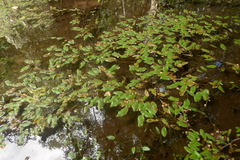 Potamogeton suboblongus