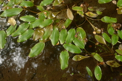 Potamogeton suboblongus