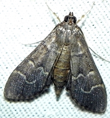 Pilocrocis ramentalis