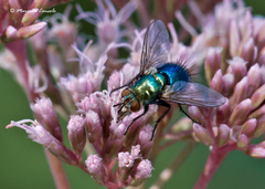 Chrysosomopsis aurata