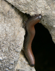 Acanthoiulus fuscipes