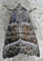 Papaipema eupatorii