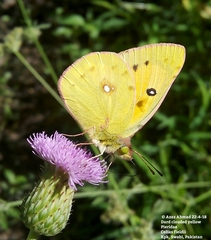 Colias fieldii