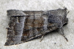 Papaipema eupatorii