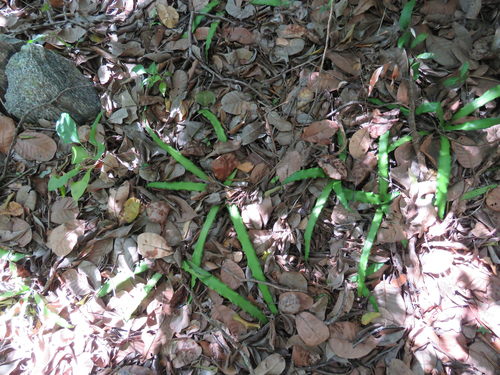 Foto de Língua-de-serpente