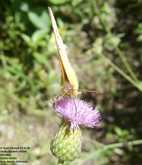 Colias fieldii