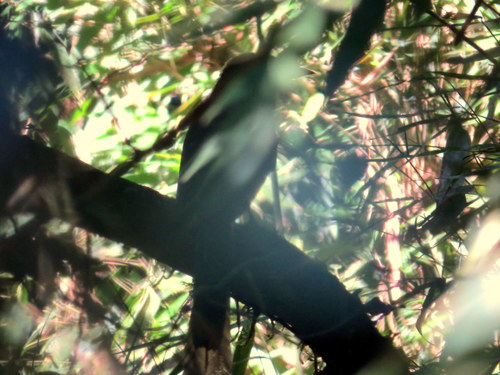 Baryphthengus ruficapillus